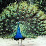 Acousti Metal Powder Coated Peacock
