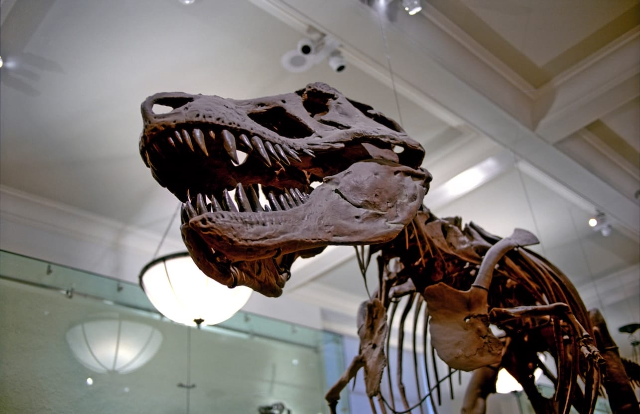 Prehistoric Dinosaur bones on exhibit in a Museum